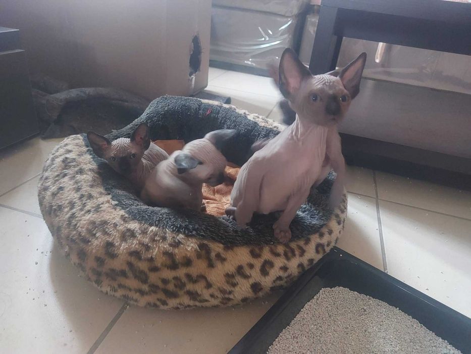 Канадски Сфинкс