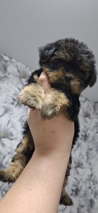 Щенки йоркширского терьера