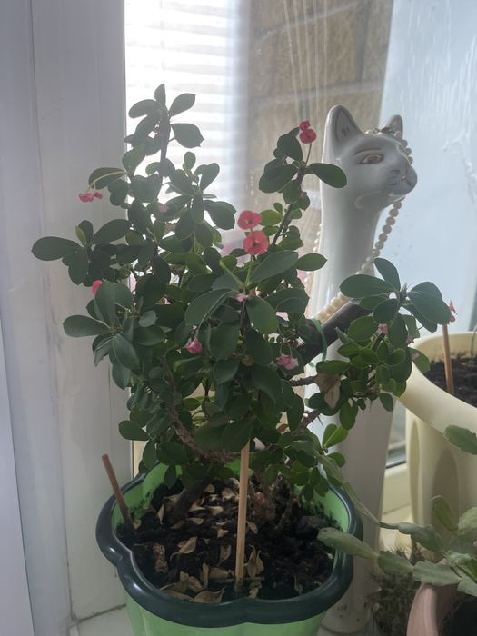 Комнатные цветы Молочай (миля)