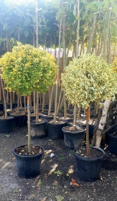 ilex, brazi argintii/verzi / Leylandri gazon rulou/ ofer montaj etc