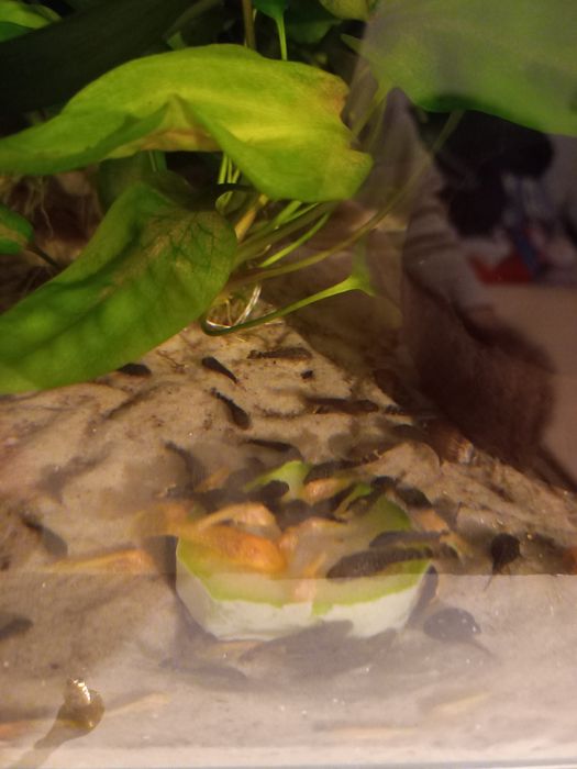 Pui de Ancistrus