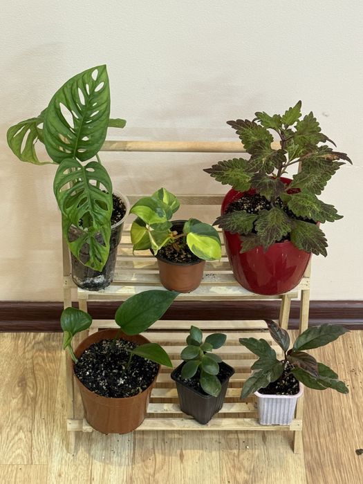 Набор из 6 отростков