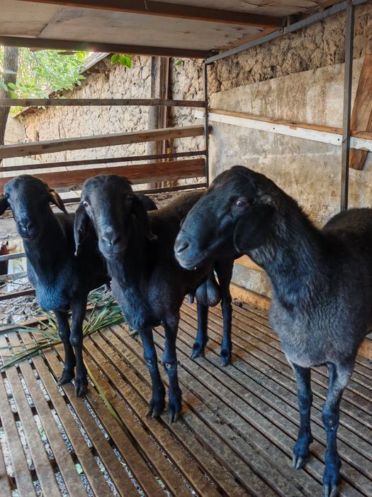 Qassob servis,Кассоб сервис ,malakali qassob