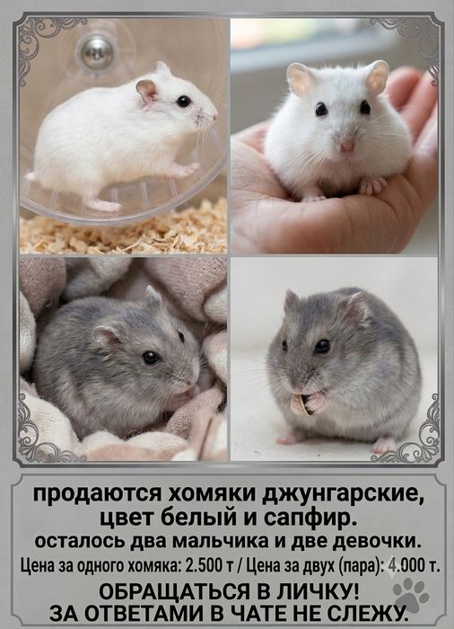 Джунгарские хомяки (джунгарики), возраст 1 месяц