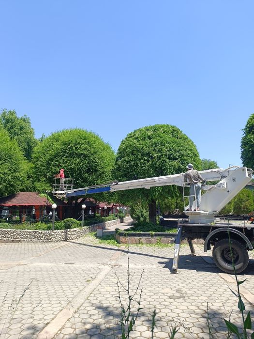 Спил деревьев любой сложности