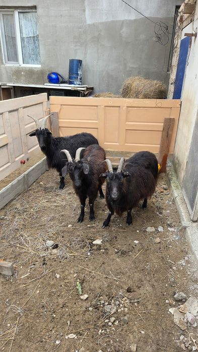 Ешкилер сатылады