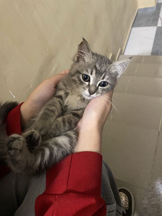 Котёнок красивый ласковый