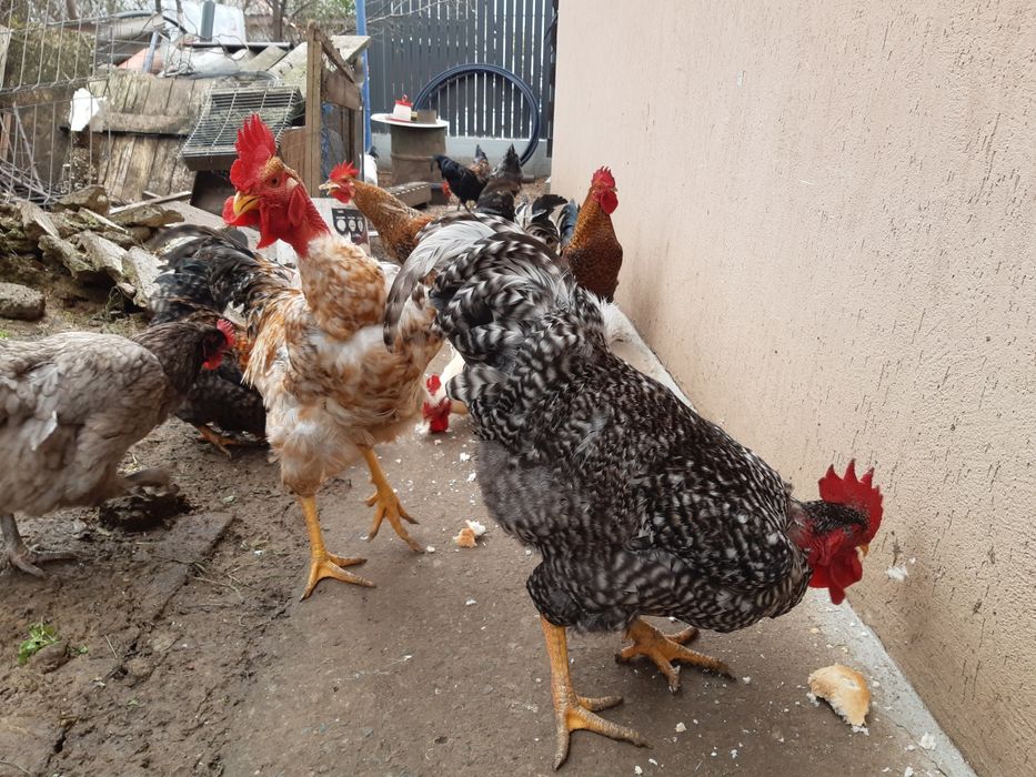 Vând găini, cocoși și  rațe leșești