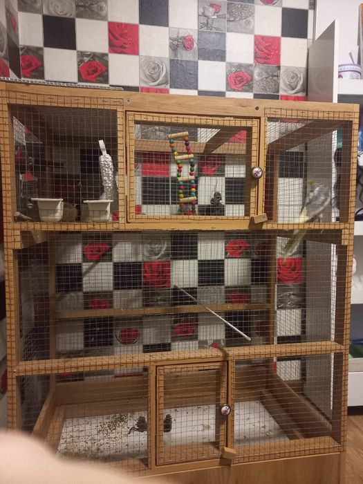 Попугай корелла попугая