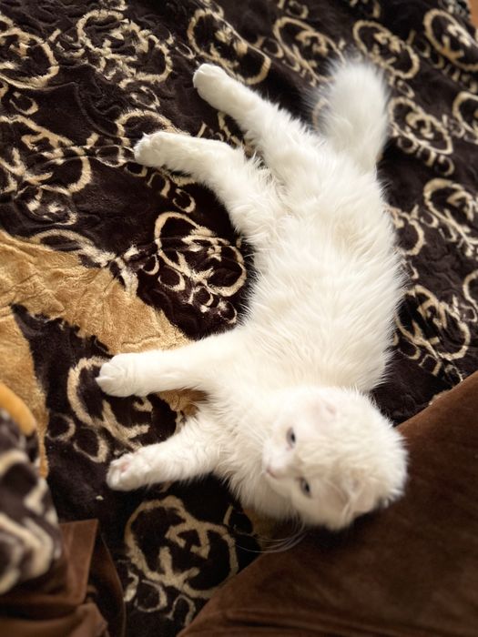 Oppoqina mushukcha sotiladi