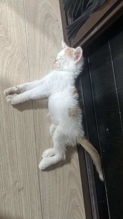 котенок 2-3 месечный