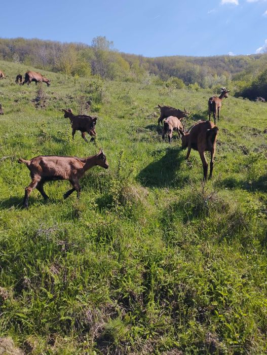 Ieduțe alpina franceză