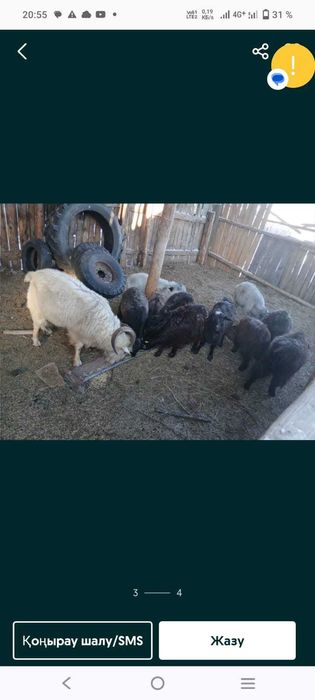 Продаются жирные и дойные козы