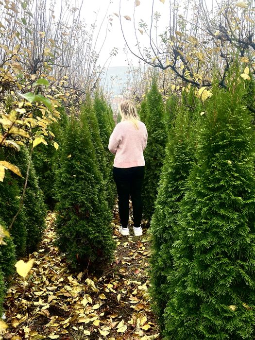 Tuia Smarald Laylandi brabant Gard Viu 1.8 - 2m Aclimatizati