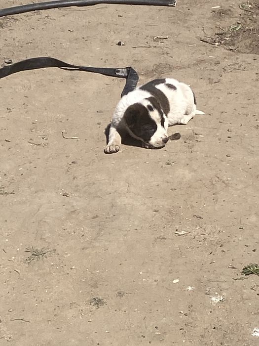 Собака Алабай 1 еу еркек калды