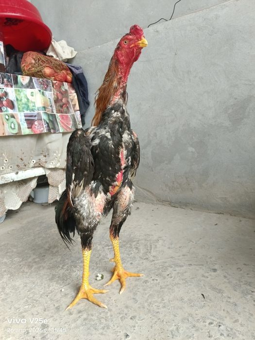 Dakan xuroz sotiladi