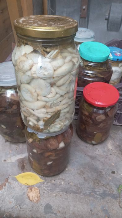Продам маринованные грибы