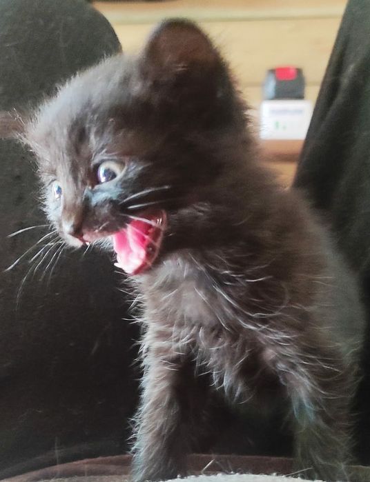 Отдам котят в хорошие руки