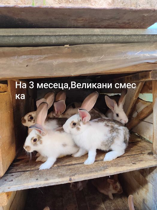 Зайци на различна възраст!