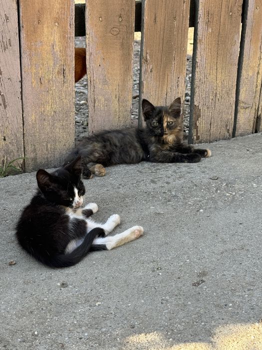 Pui de pisica spre adoptie