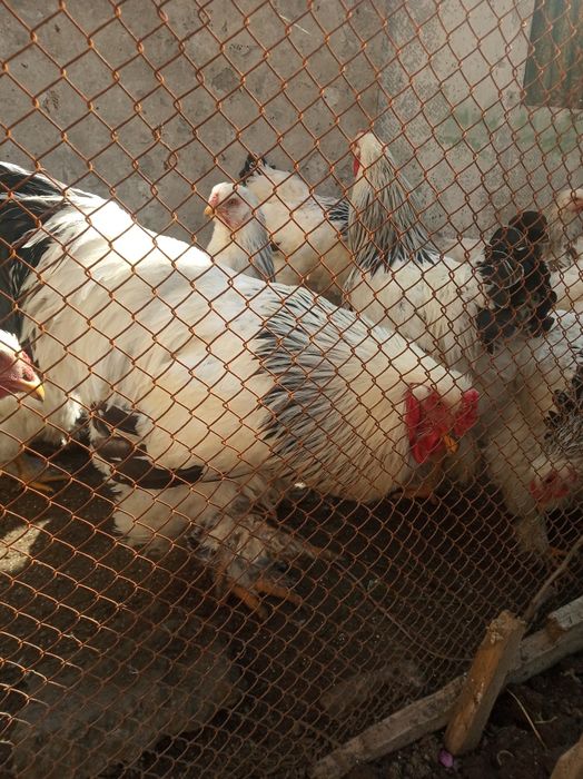 Brama Horoz va tovuqlar