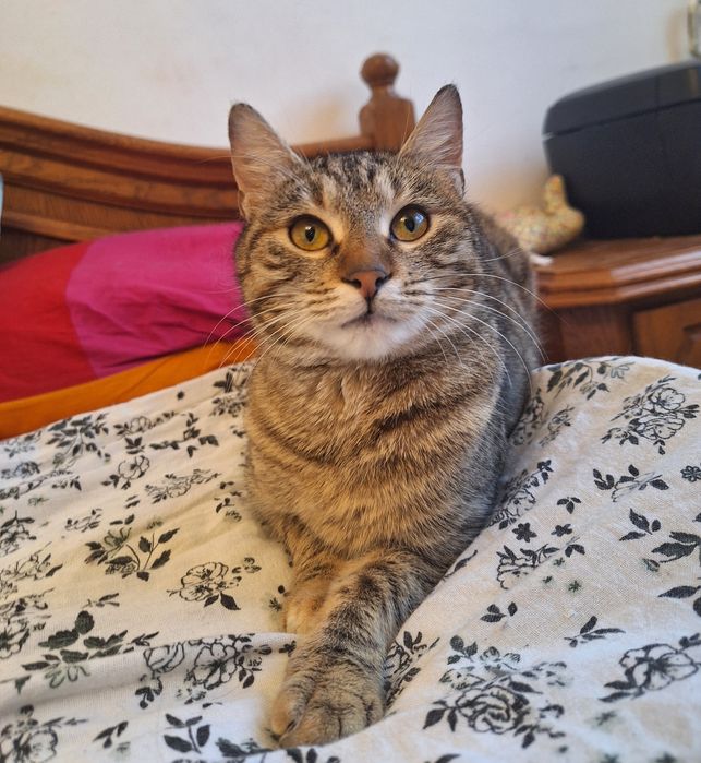 Pisica Sparkles o să-ți intre instant în suflet. Adopt-o!