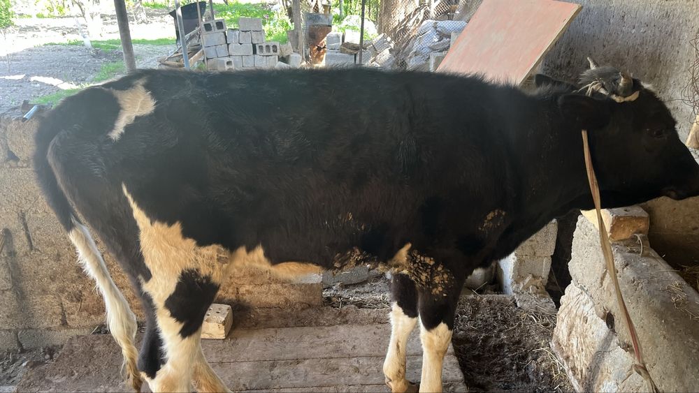 Екы бас урғашы бзаудар