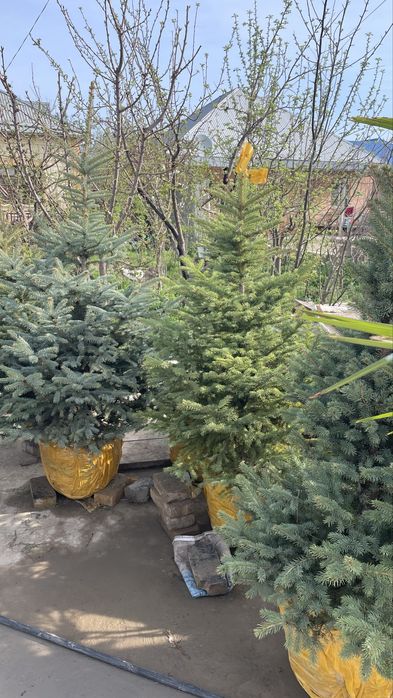 Голубая ель Елка