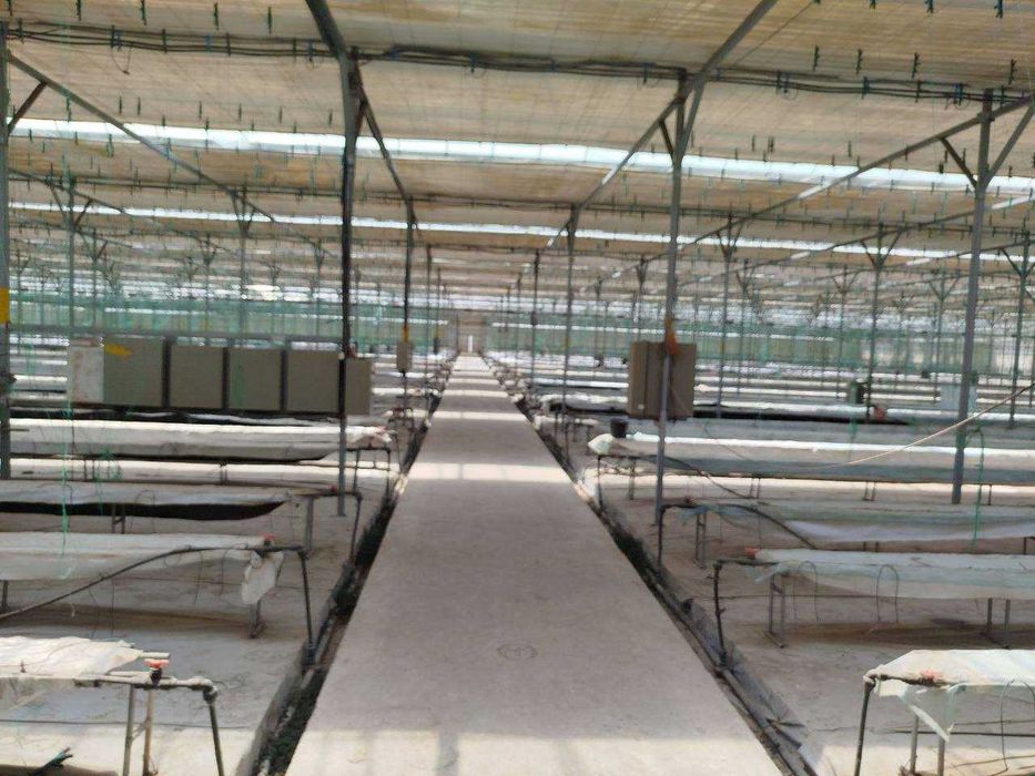 ISSIQXONA (4 GEKTAR) IJARAGA\Теплица 4 га в аренду