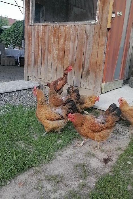 Продам кучинских кур