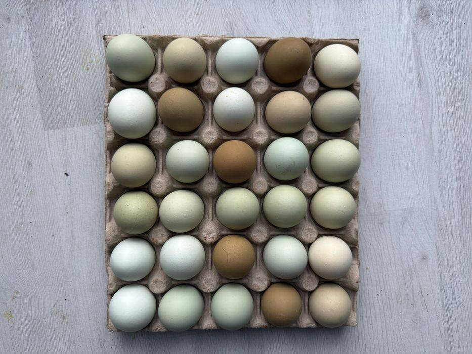 Vand oua incubat: Ameraucana si Olive