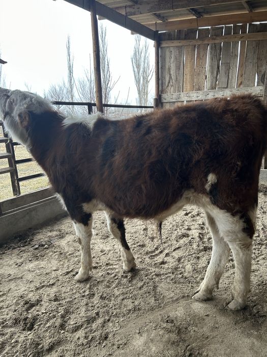 Ақбас порода бычок