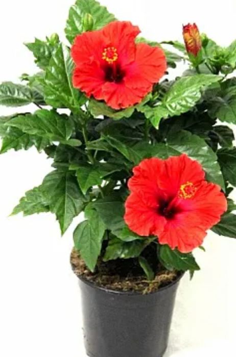 Цветы для офиса и дома.