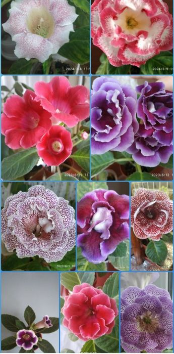 Продаются детки глоксинии и цветущие