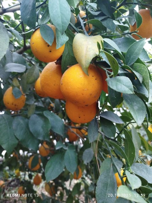 Лимон местный свой огород