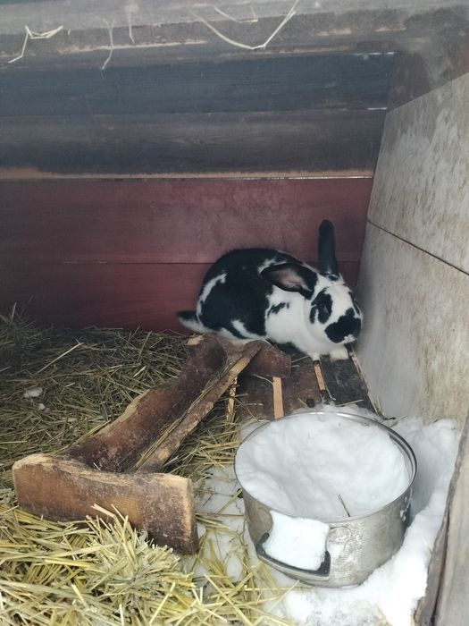 Продаются кролики