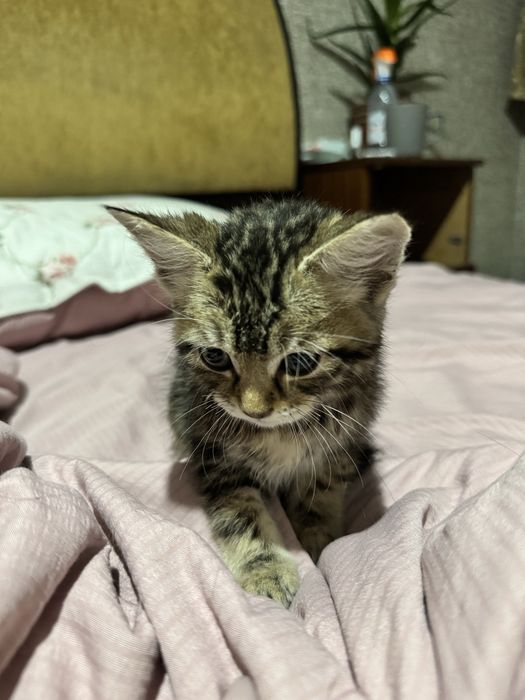Отдам котенка в добрые руки