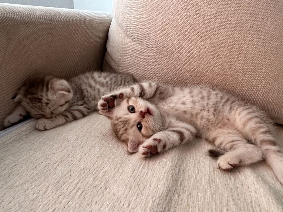 Продаются котята шотландцы