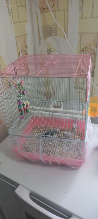 Попугай продам все вместе