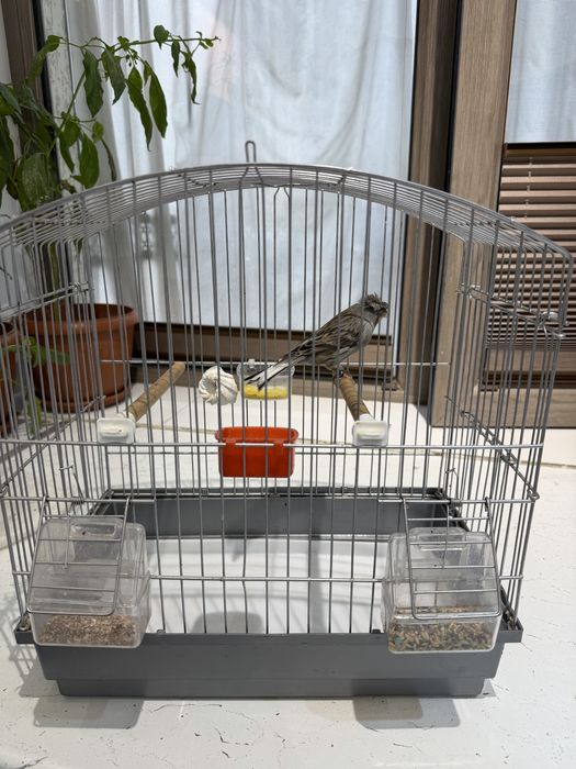 Kanareyka Nar sotiladi