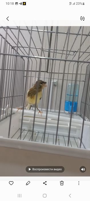 Сотилади кушлар 5 та мода