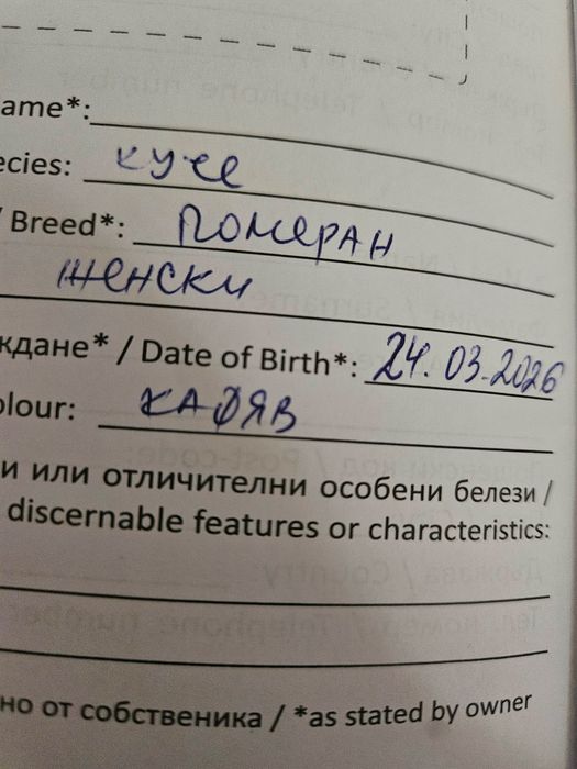 Померан на 76 дни