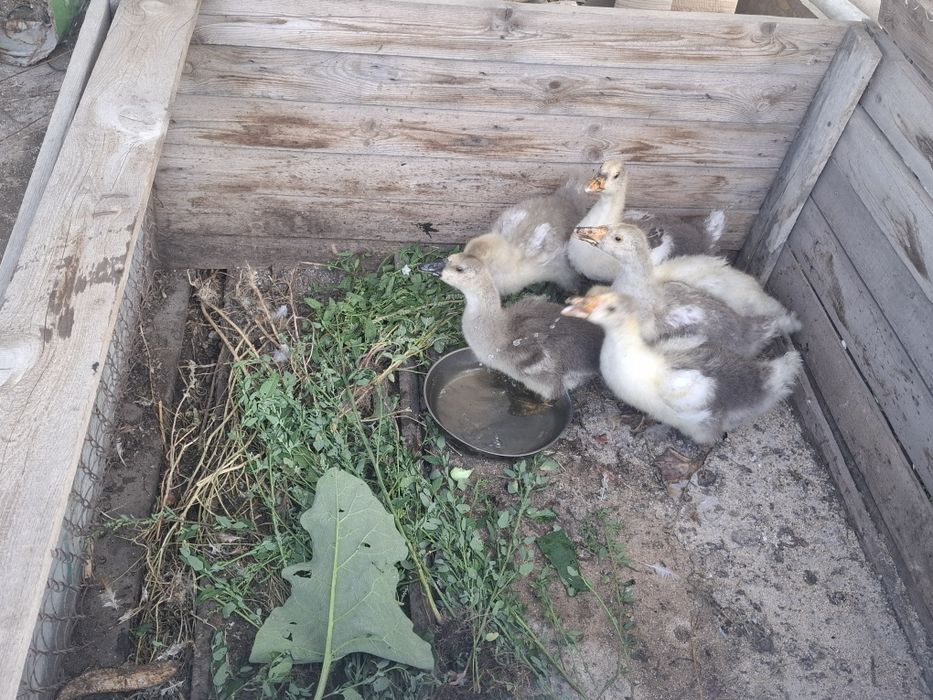 Гусята полтора месячные