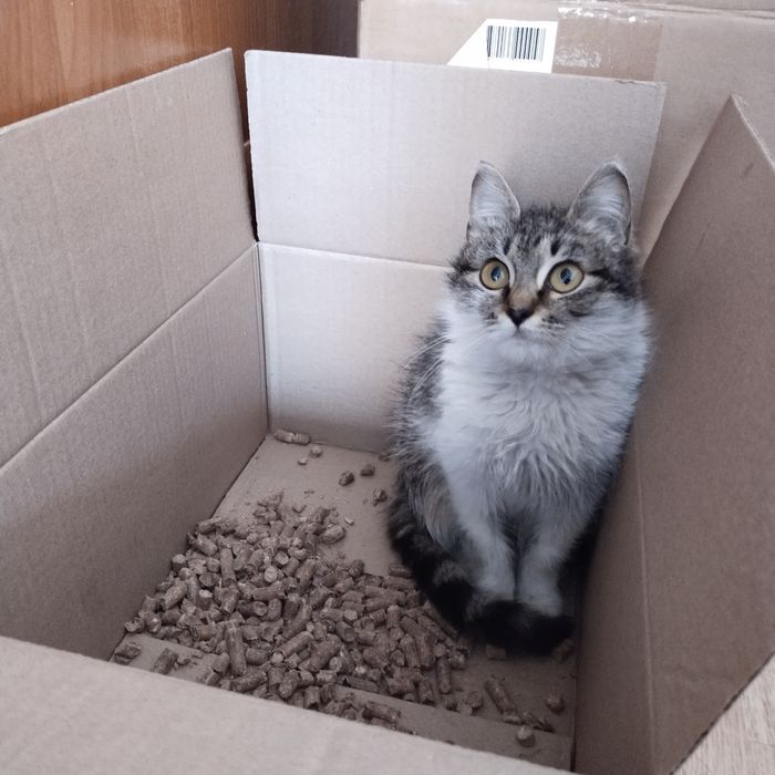 Котёнок в добрые руки