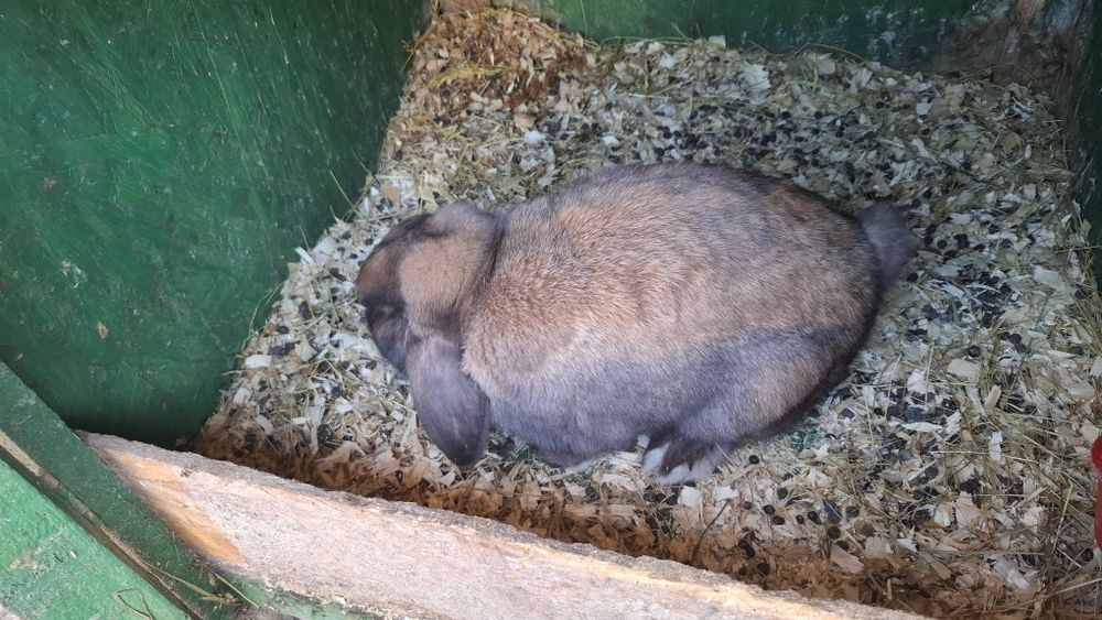 Berbec pitic Thuringer