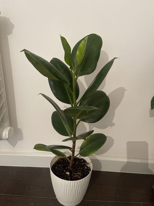 комнатные растения Уй гулдери