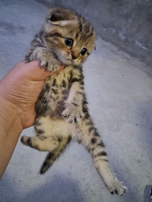 Shotlanskiy mushuk bolasi