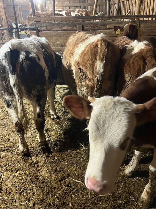 Vand 4 vitele de 8 luni