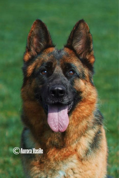 Femela ciobanesc german cu pedigree TOP