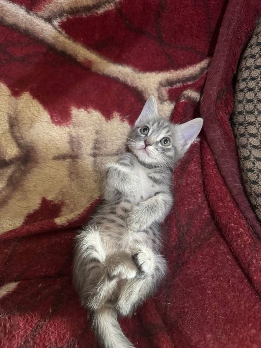 Отдам котят в хорошие руки